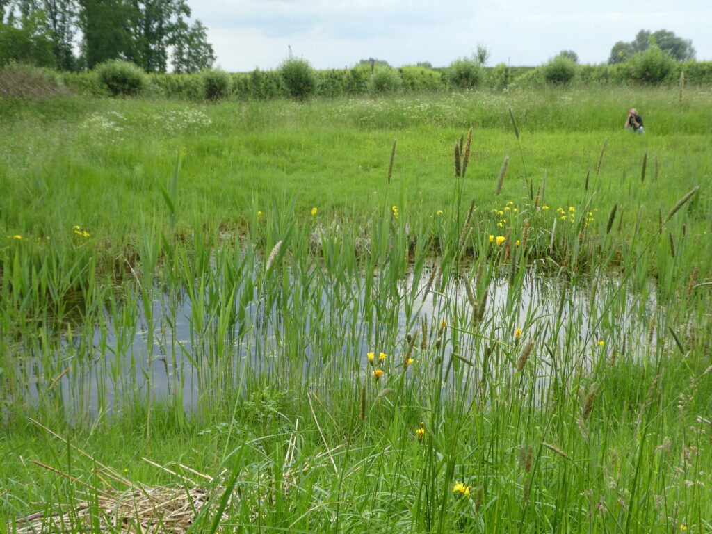groen veld met vooraan een poeltje waar hoog riet omheen staat