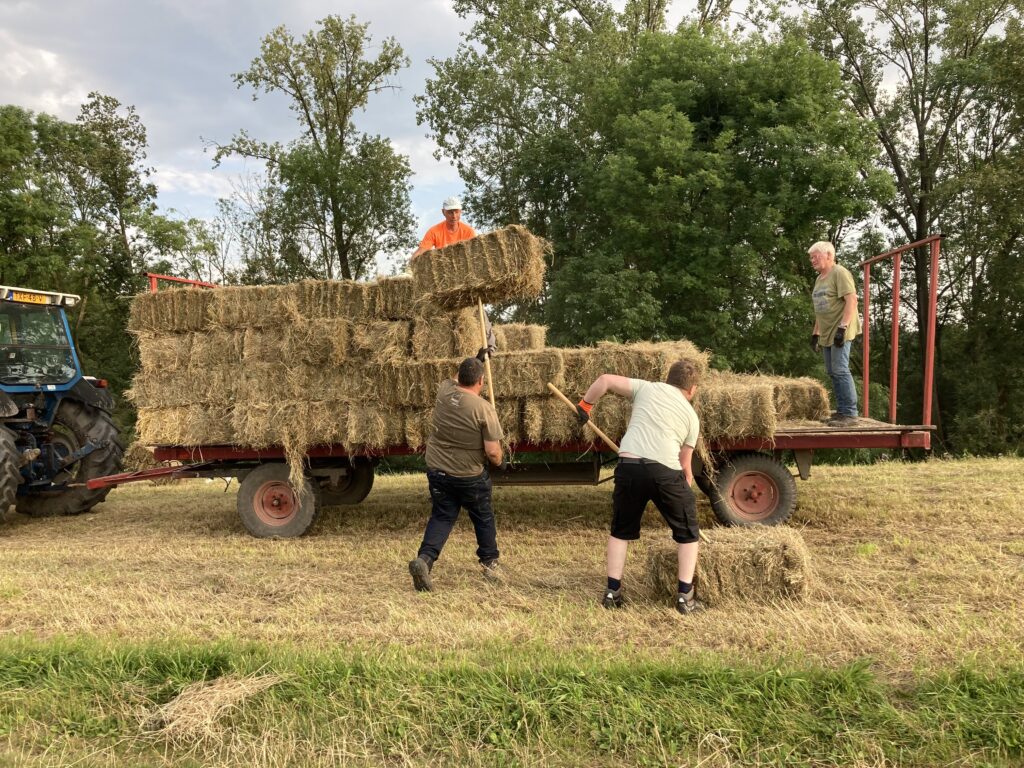 Vrijwilligers gooien het hooi op de platte wagen