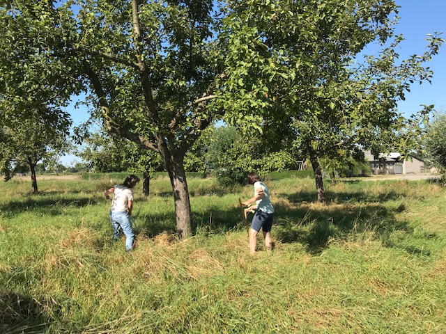 Twee vrouwen maaien met zeisen het gras onder een grote appelboom