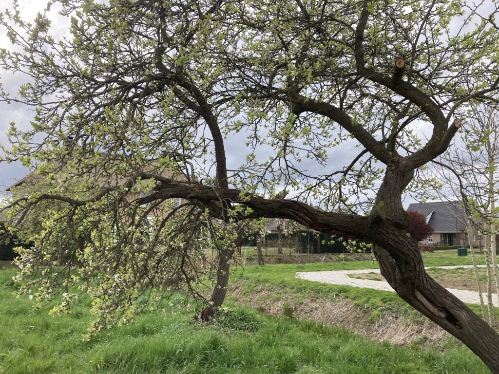 Grillige takken van een pruimenboom