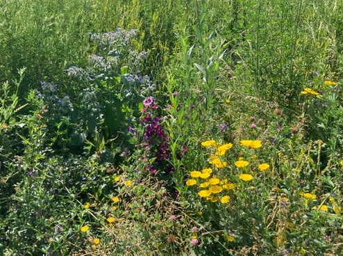 wildbloemen in het Oude Reek park