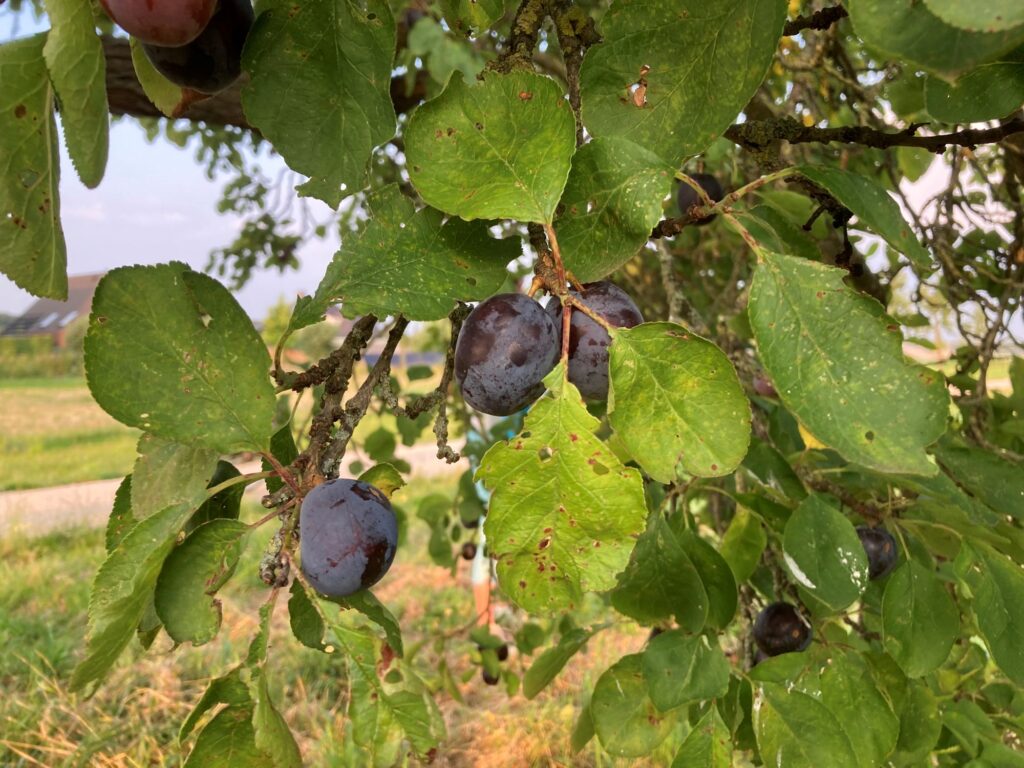 tak van een pruimenboom met rijpe, blauwe pruimen