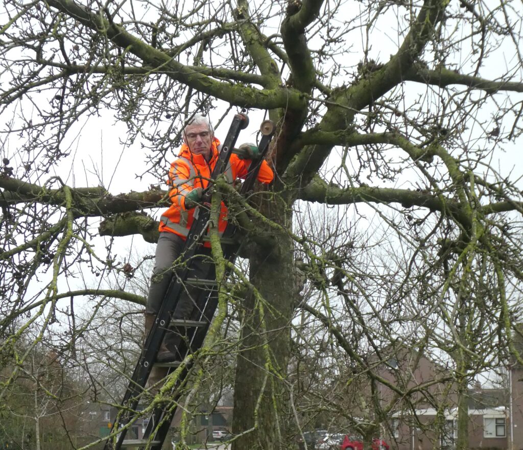 Rik, met oranje jas aan, staand op een ladder terwijl hij een appelboom snoeit