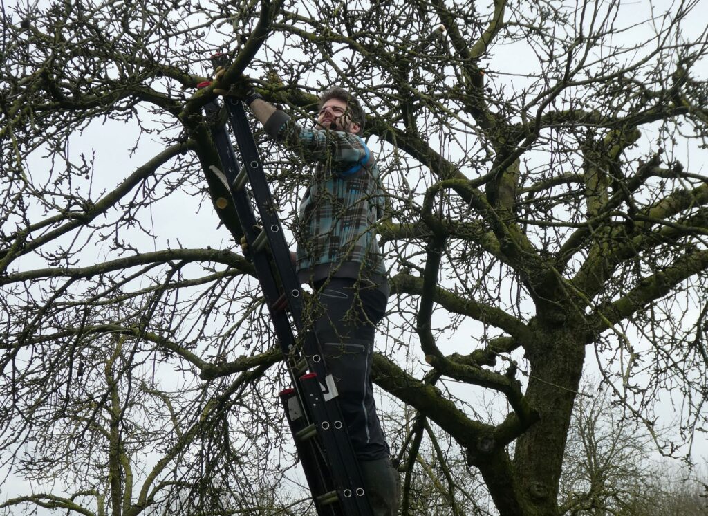 Dirk staat op een ladder een appelboom te snoeien